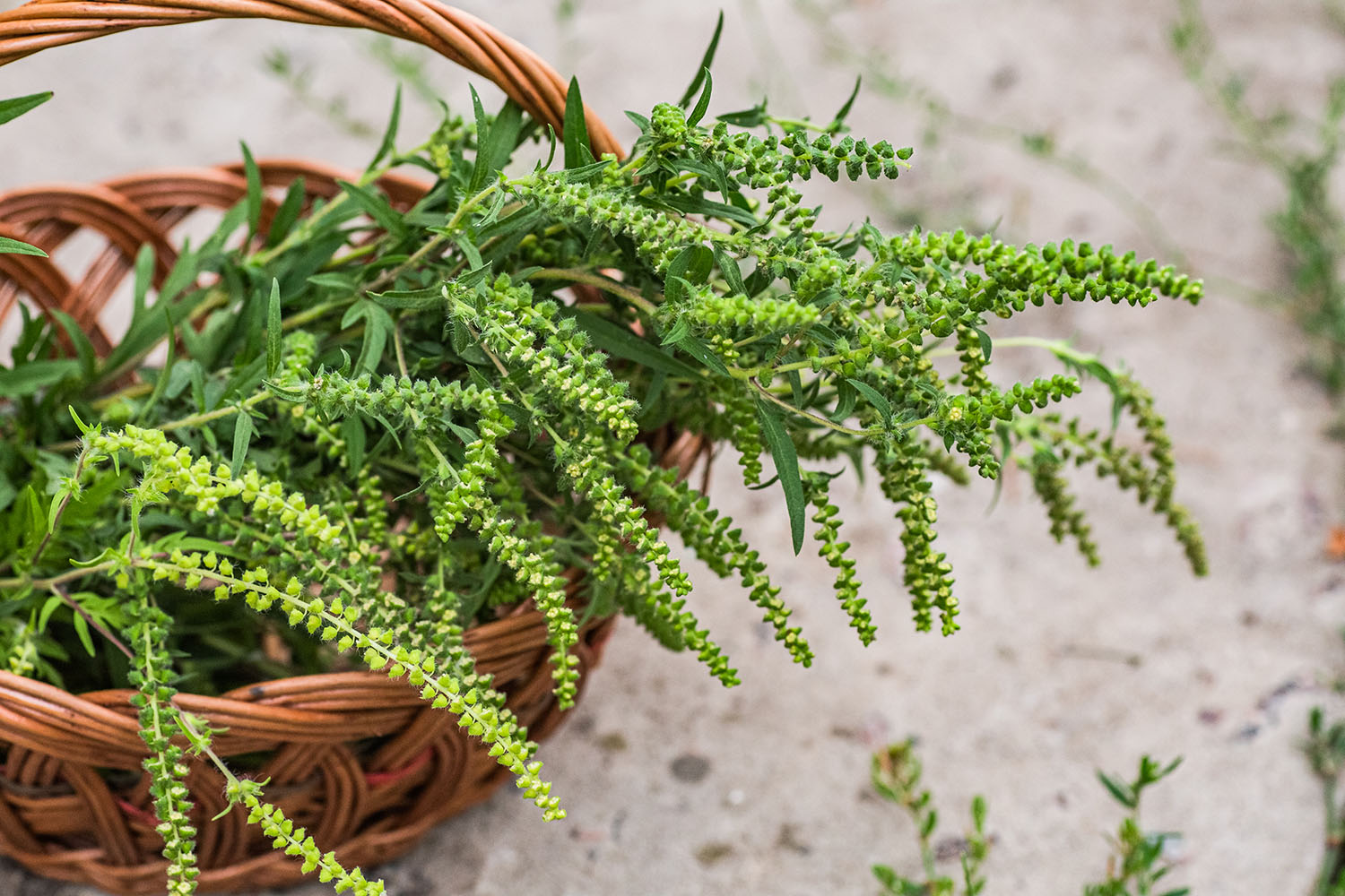 Allergies : attention aux pollens