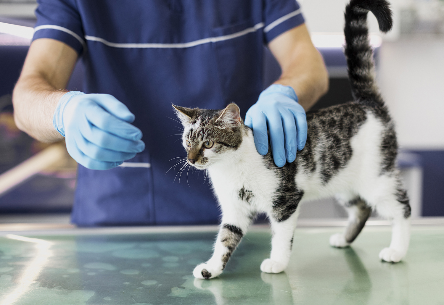 Soigner son animal : les coûts des frais vétérinaires