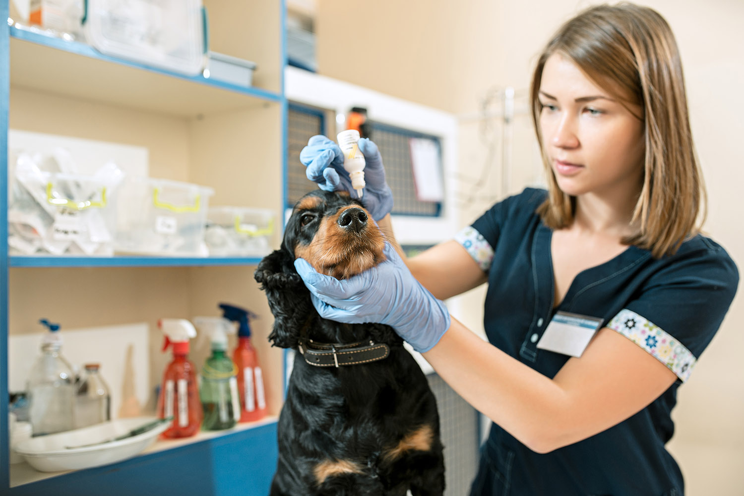 Chiens et chats : quels soins au quotidien et réguliers ?