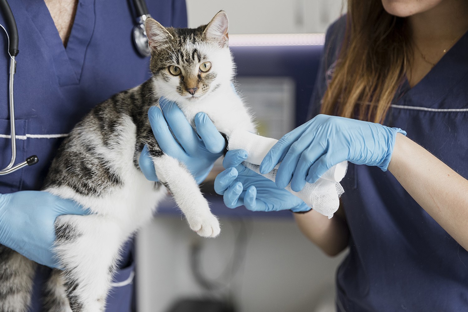 Quels vaccins sont indispensables pour le chien et le chat ?