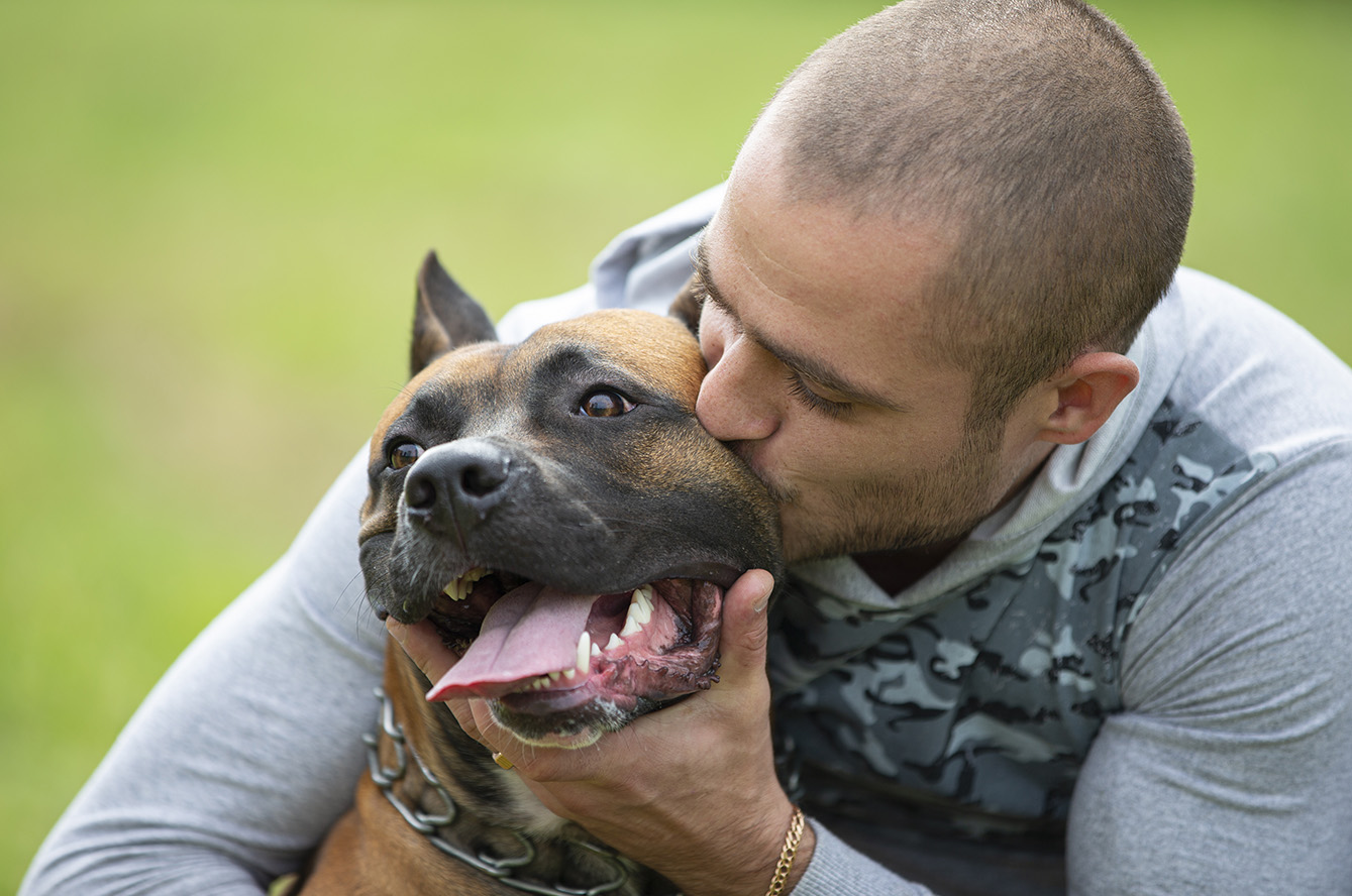 Chiens dangereux : dans quels cas faut-il un permis de détention ?