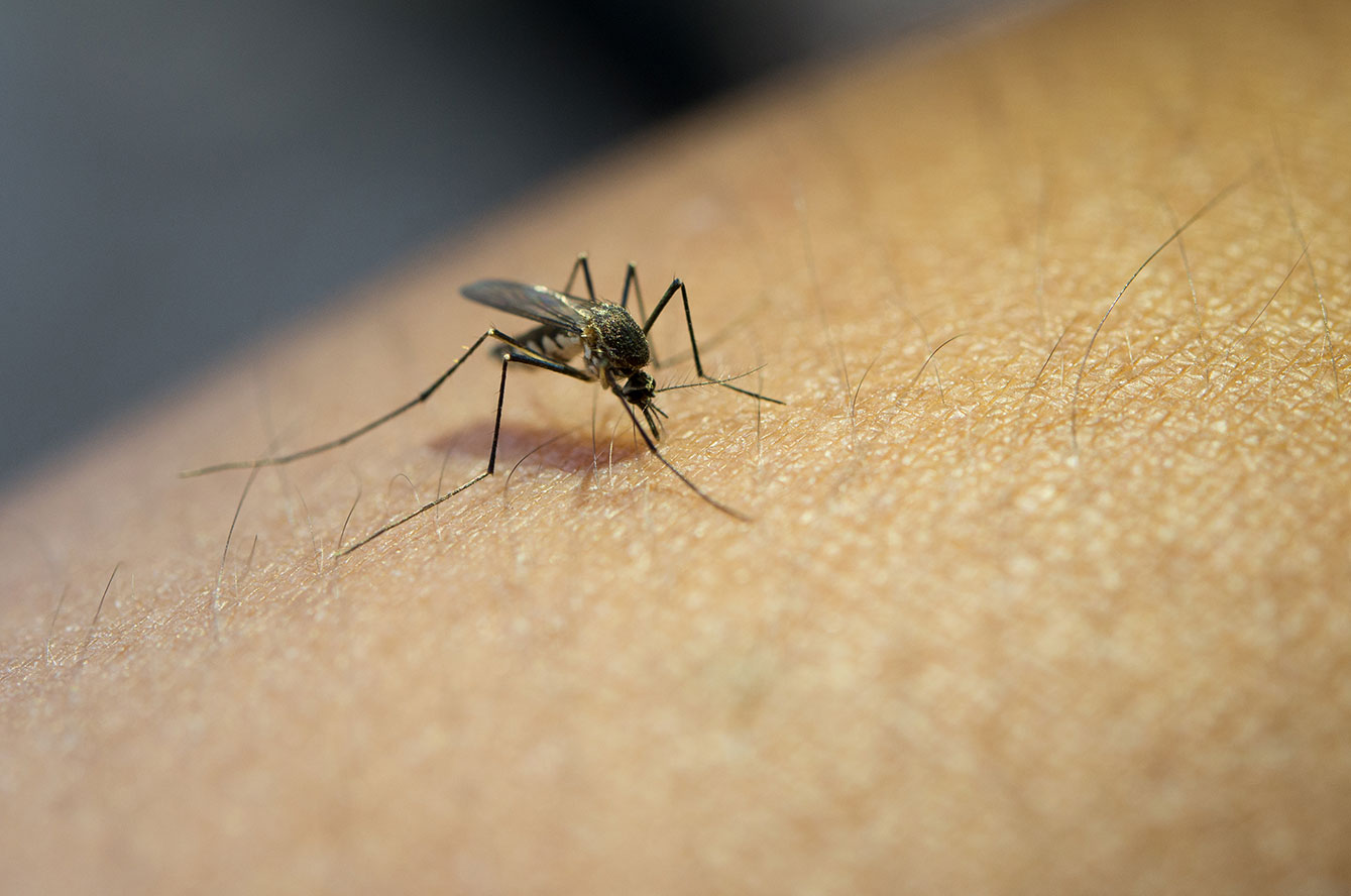 Se protéger des moustiques au naturel