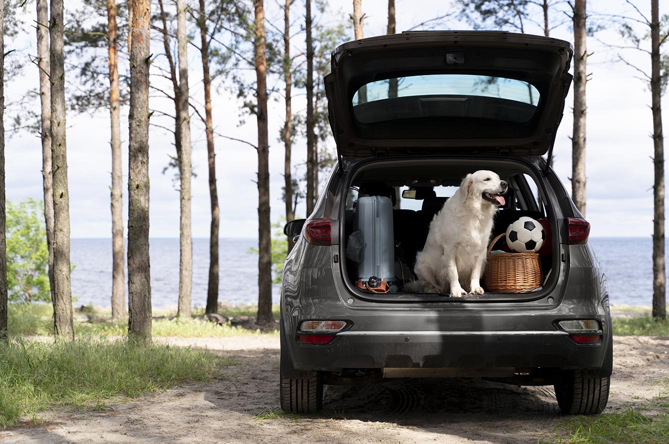 Chien et chat, comment voyager ensemble ?