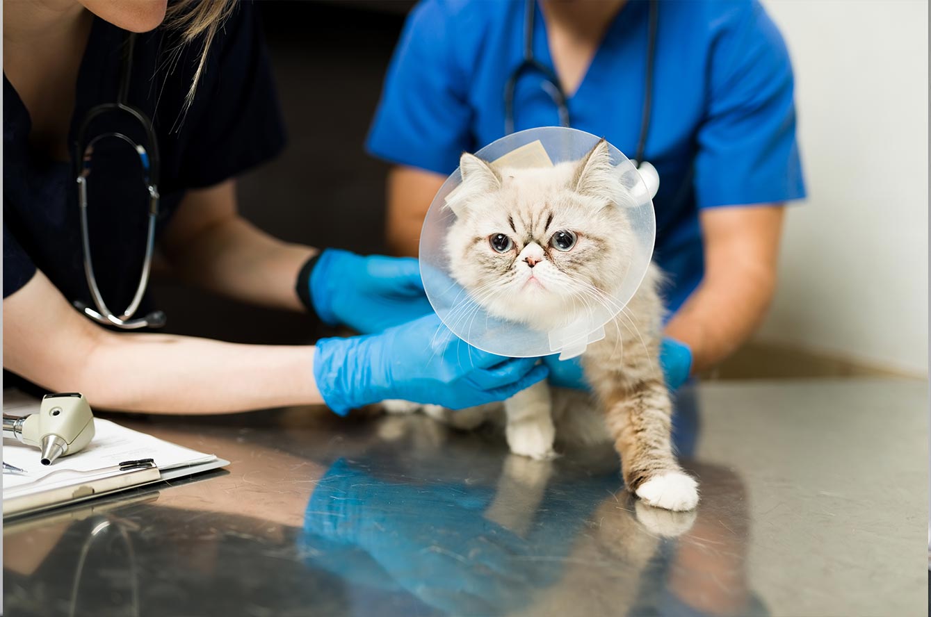Stérilisation chat, chien, NAC : à quel âge et à quel prix ?