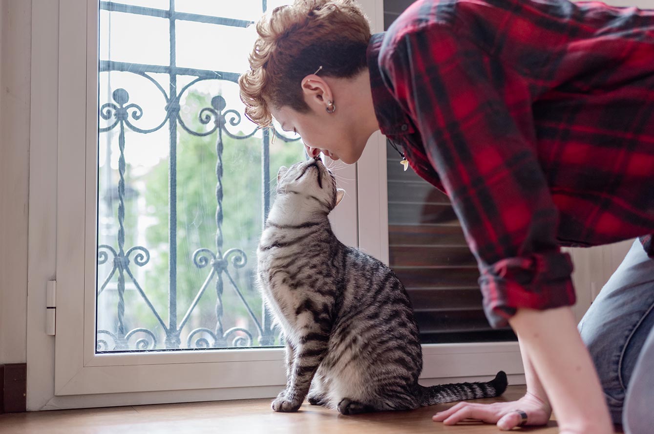 leucose féline et sida du chat
