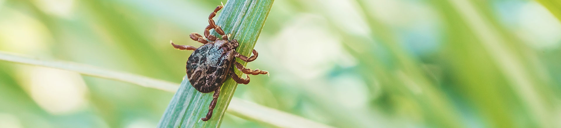 radiance-mutuelle-lyme.jpg