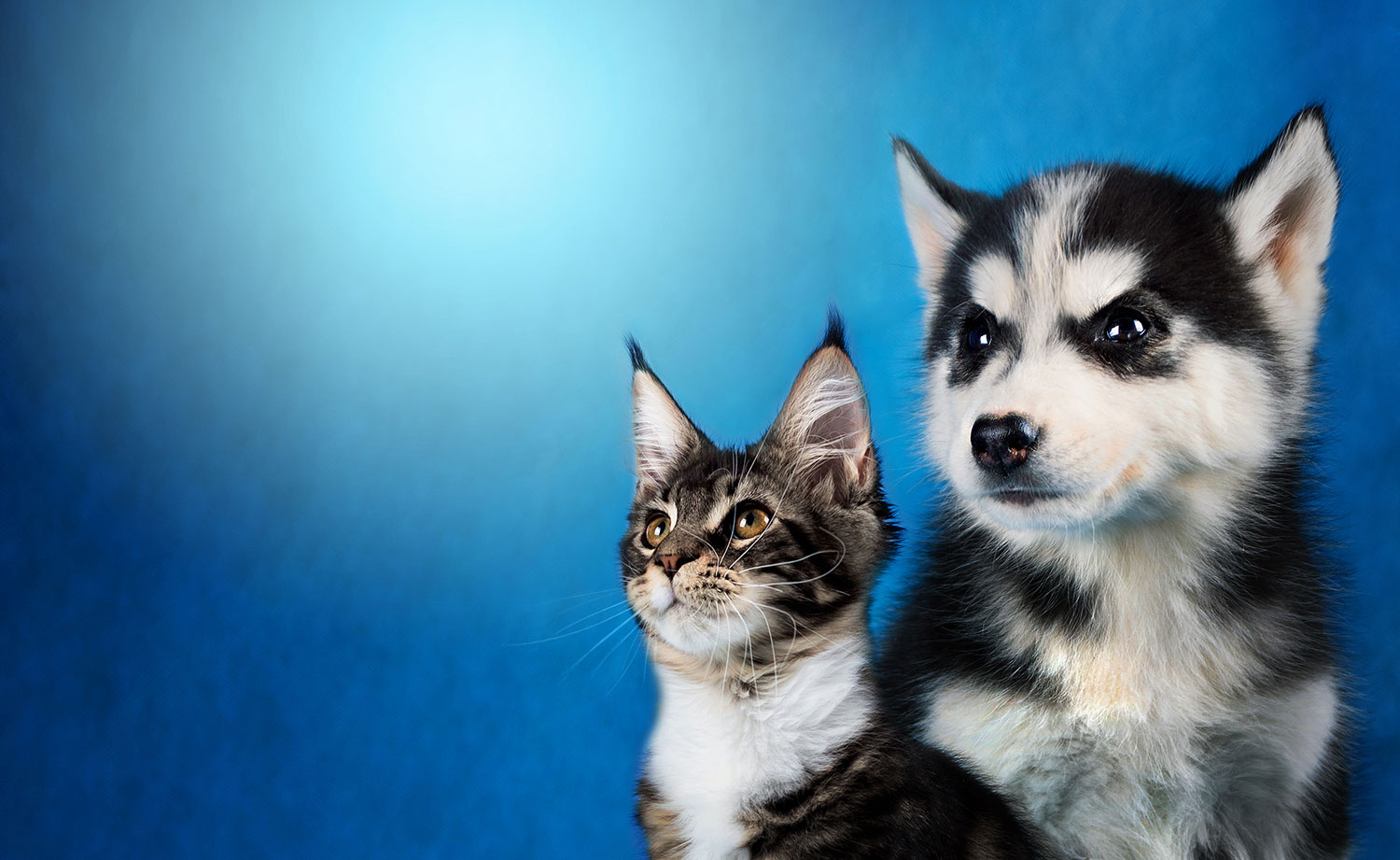 Alimentation : Bien nourrir mon chien ou mon chat