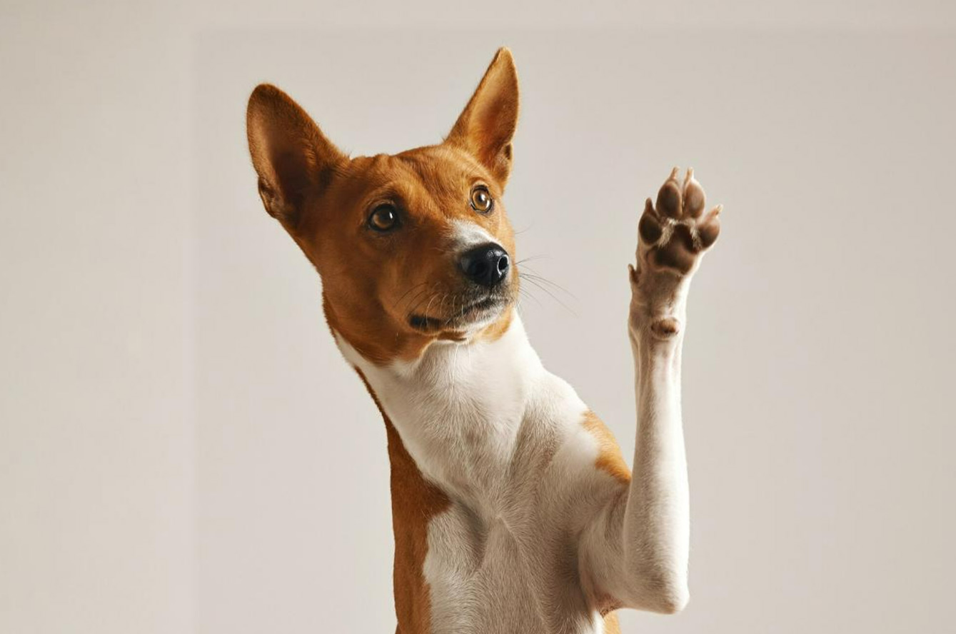 Leishmaniose canine : comment protéger votre chien ?