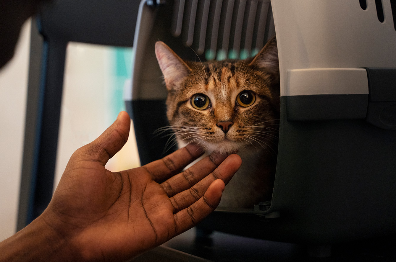 Sida du chat (FIV) : symptômes, prévention et traitement