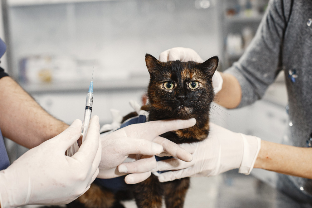 Signes d’un chat malade : détecter et agir pour sa santé