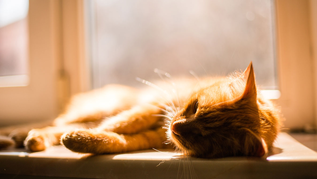 Protéger son chien et son chat de la chaleur : conseils essentiels pour un été serein