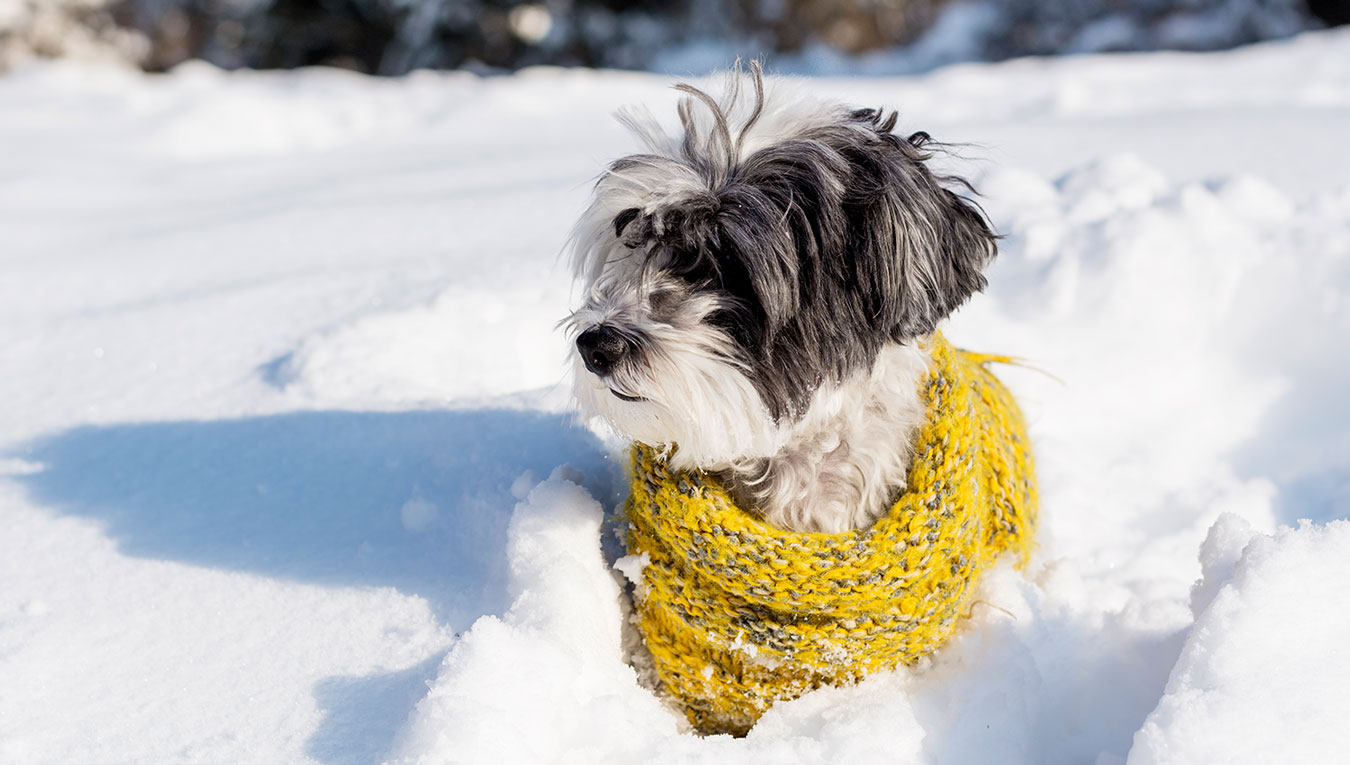 Conseils et précautions pour protéger son chien du froid