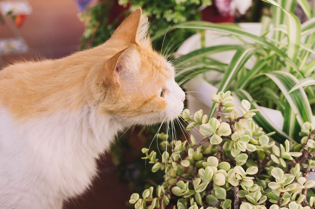 Un chat qui mange des plantes toxiques pour les chats
