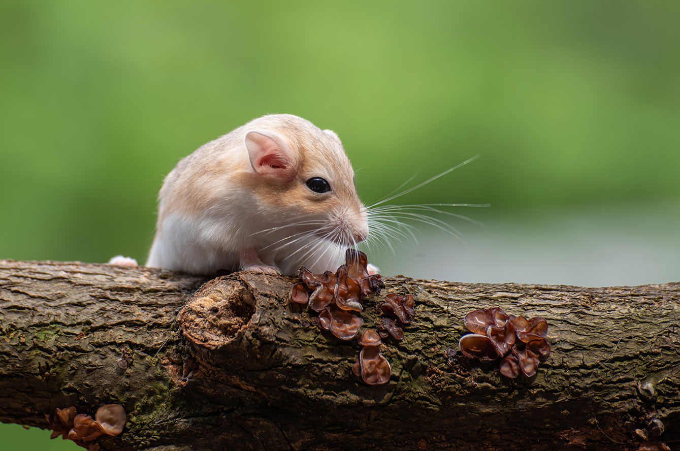 radiance-mutuelle-rongeur-hantavirus