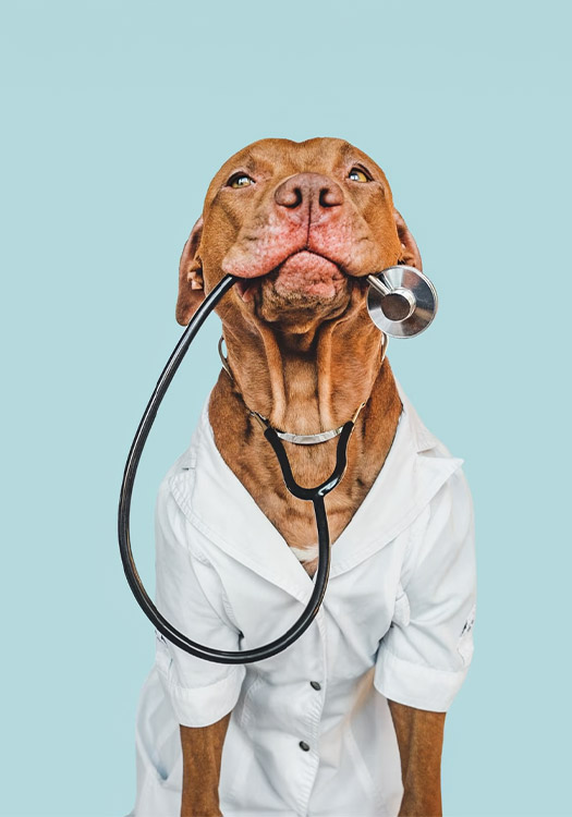 offre santé animale