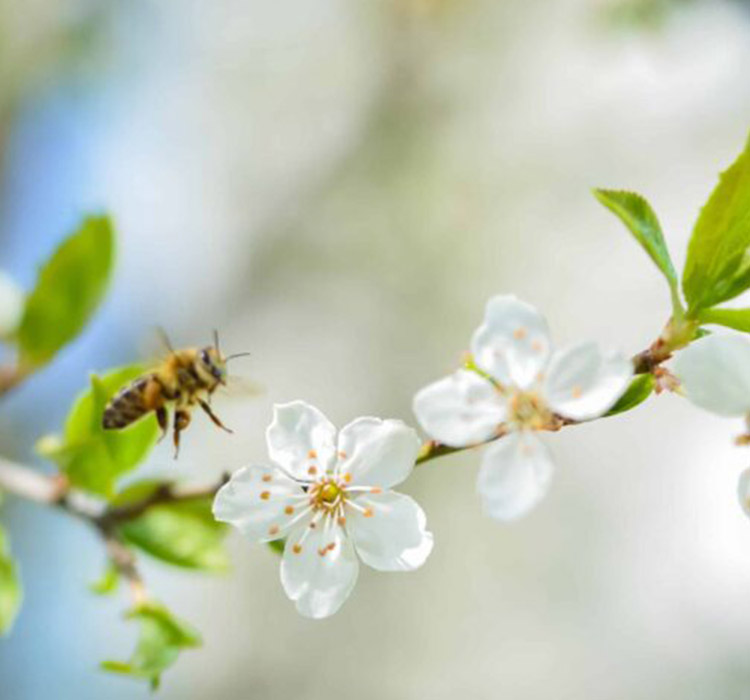 une abeille et des fleurs blanches
