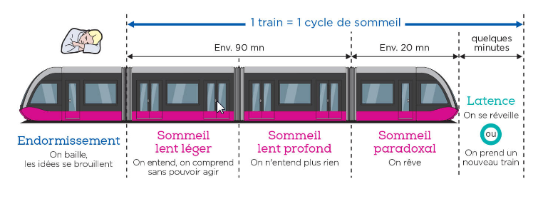 cycle du sommeil