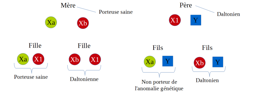 L'hérédité du daltonisme