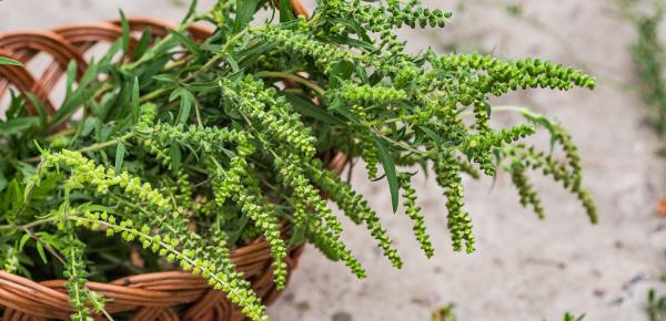 Allergies : attention aux pollens