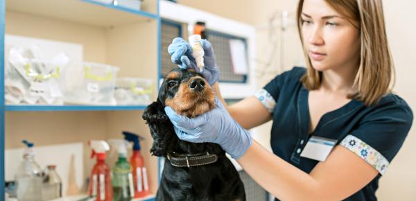 Chiens et chats : quels soins au quotidien et réguliers