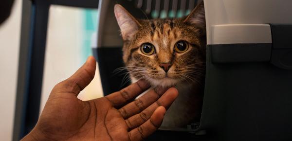 Sida du chat (FIV) : symptômes, prévention et traitement