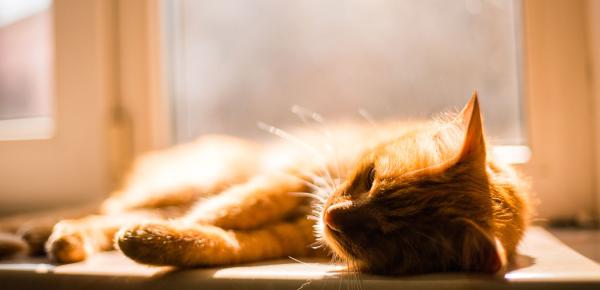 Protéger son chien et son chat de la chaleur : conseils essentiels pour un été serein