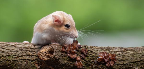 radiance-mutuelle-rongeur-hantavirus