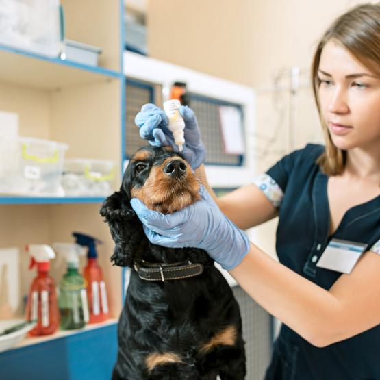 Chiens et chats : quels soins au quotidien et réguliers