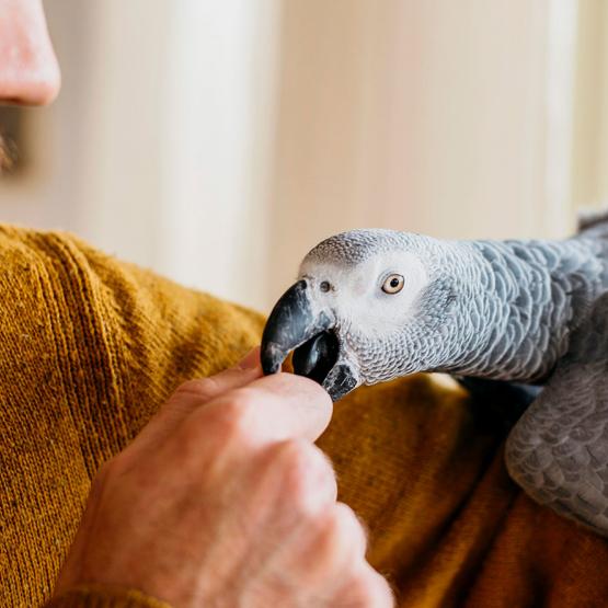 Consultation vétérinaire pour NAC