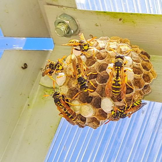 Guêpes : faut-il les éliminer et comment