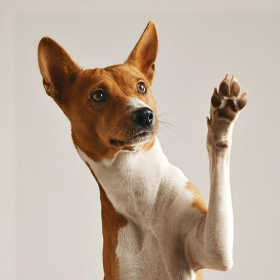 Leishmaniose canine : comment protéger votre chien ?