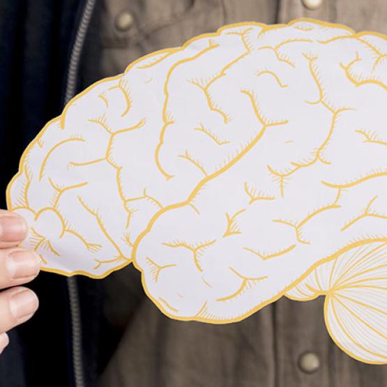 Représentation d'un cerveau humain