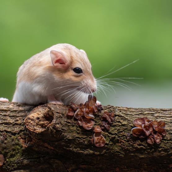radiance-mutuelle-rongeur-hantavirus