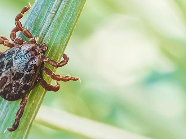 radiance-mutuelle-lyme.jpg