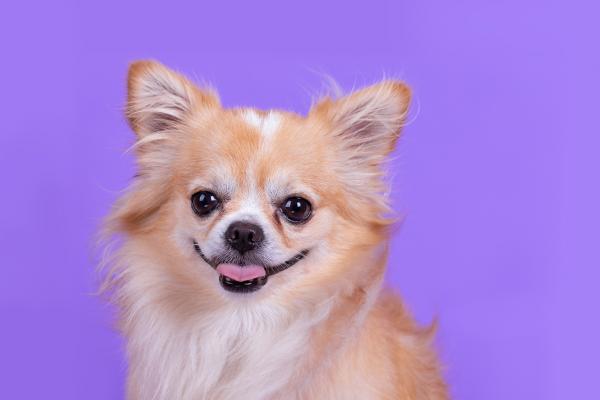 Nos exemples de formules Assurance Santé chien