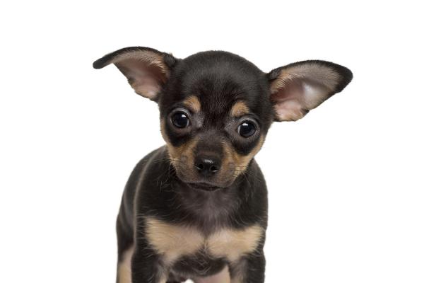 Nos exemples de formules Assurance Santé chien