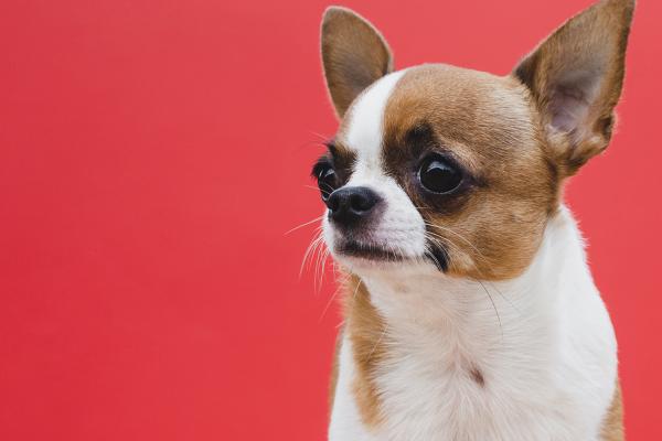 Nos exemples de formules Assurance Santé chien