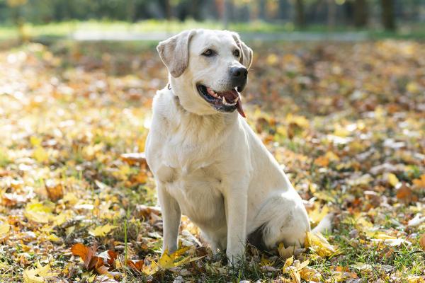 Nos exemples de formules Assurance Santé chien